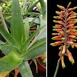 Aloe haggeherensis Wadi Hadih, Socotra P1130097.jpg